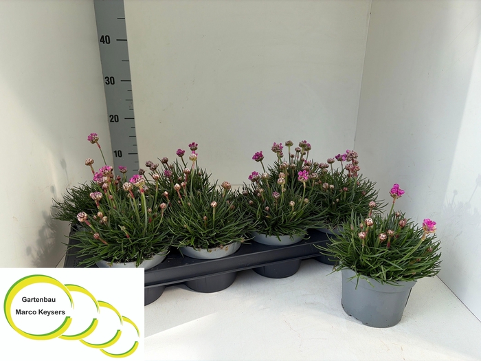 <h4>ARME MAR ARMADA ROSE</h4>