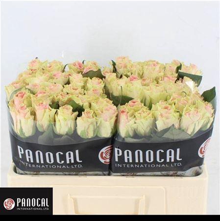 <h4>R Gr Top Gear!</h4>