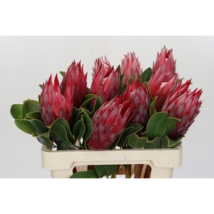 Protea Cynaroides Madiba