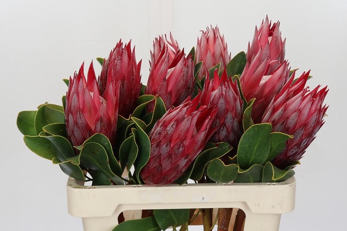 Protea Cynaroides Madiba