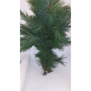 Pinus Strobus Handbos 100 Cm