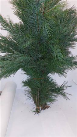 <h4>Pinus Strobus Handbos 100 Cm</h4>
