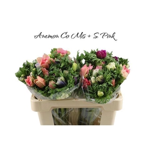 ANEM CO MIS + S PINK