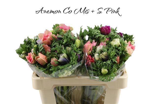 <h4>ANEM CO MIS + S PINK</h4>