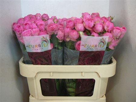 <h4>R Tr Giselle!</h4>