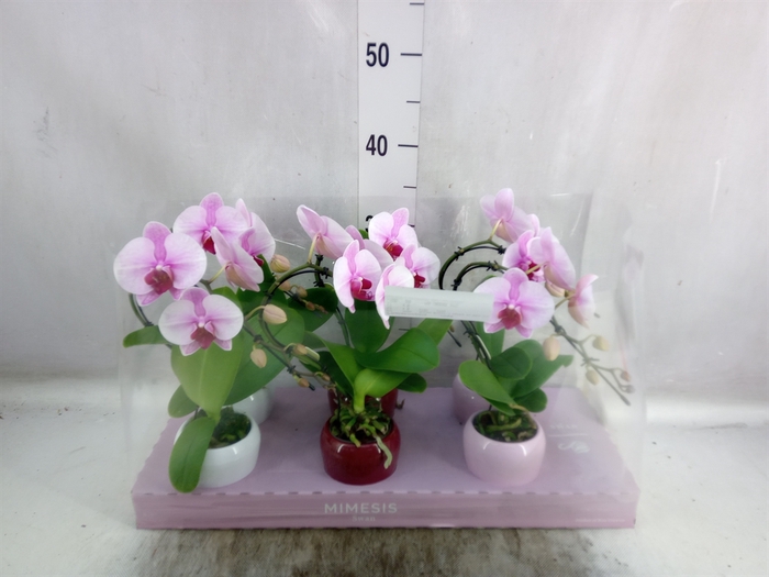 <h4>Phalaenopsis   ...rose</h4>