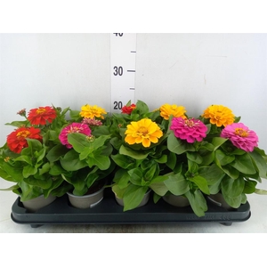 Zinnia   ...mix