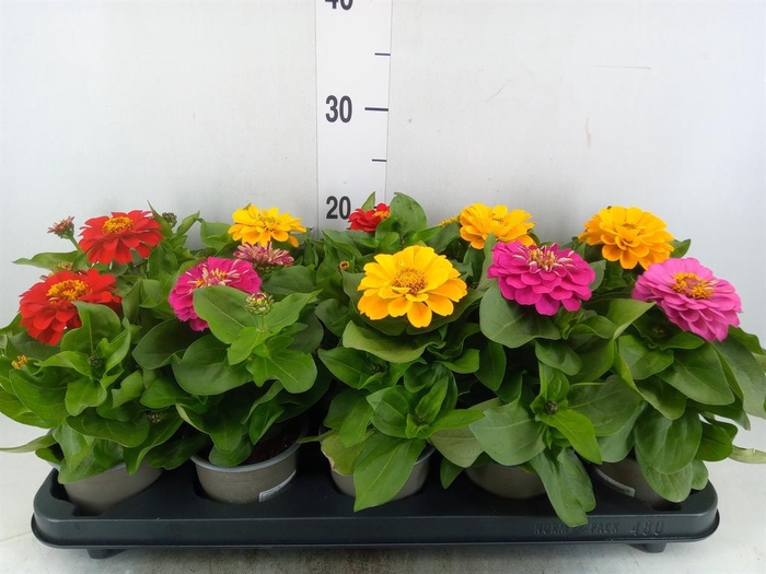 <h4>Zinnia   ...mix</h4>
