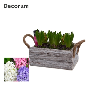 Hyacint Twigs Box HL15790 [PURE]