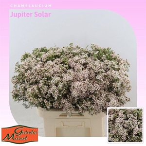 CHAME UN JUPITER SOL