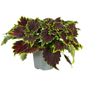 Coleus Bourbon Street