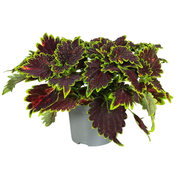 <h4>Coleus Bourbon Street</h4>