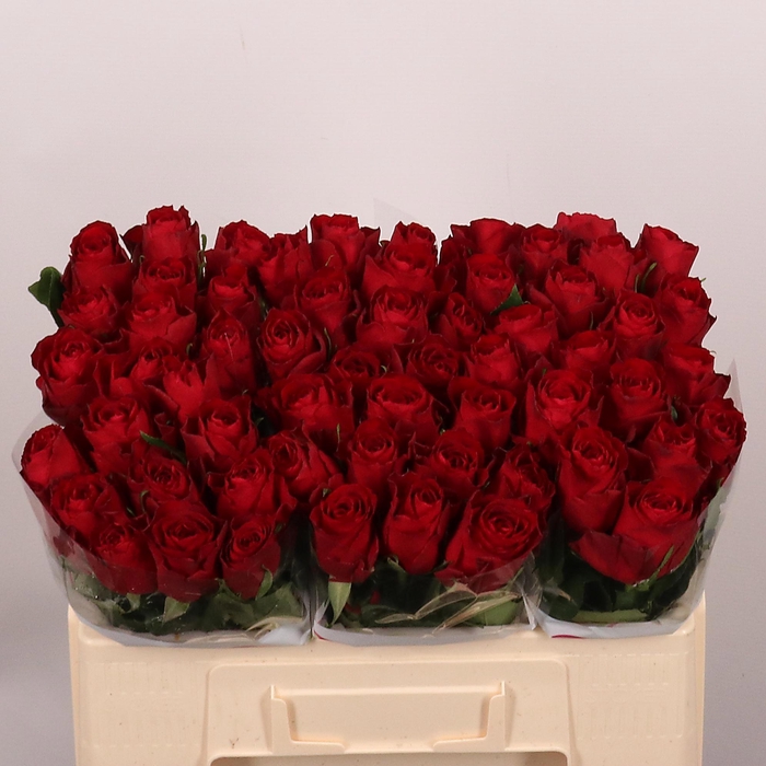 <h4>R GR MADAM RED</h4>