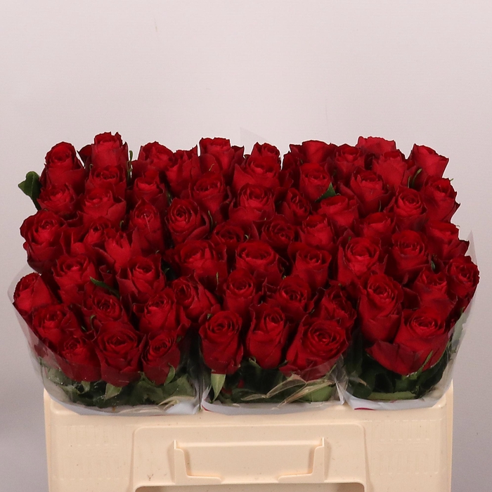 <h4>R GR MADAM RED</h4>