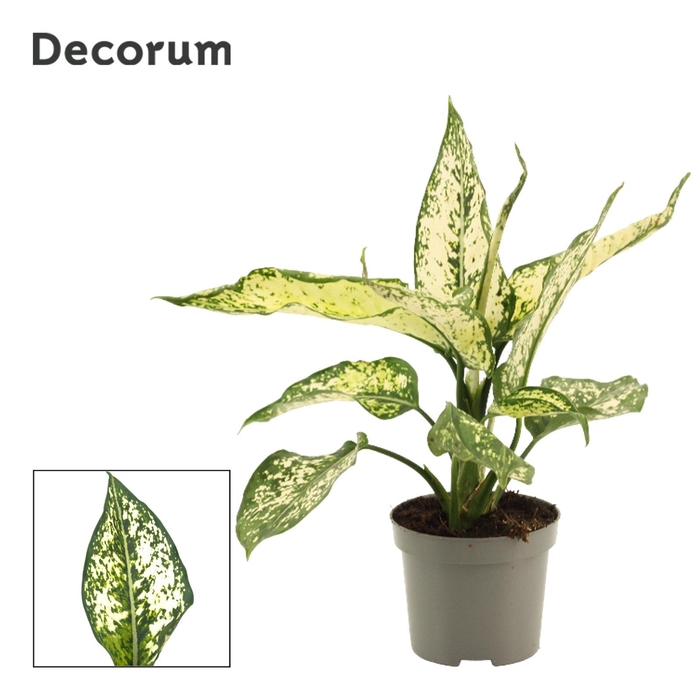 <h4>Aglaonema White Diamond</h4>