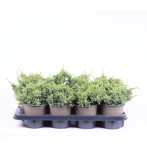 Juniperus squamata Holger