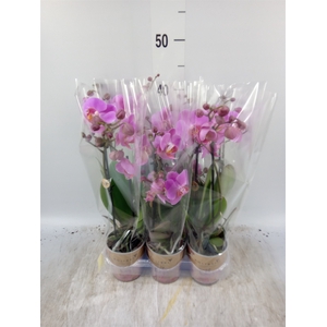 Phalaenopsis multi.   ...lilac