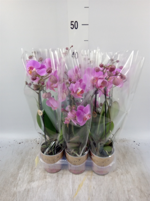 <h4>Phalaenopsis multi.   ...lilac</h4>