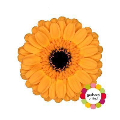 <h4>Germini Tweety Diamond</h4>