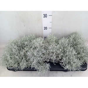 Leucophyta brownii