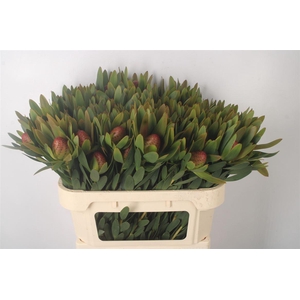 Leucad Ayoba Sky Ex Nut