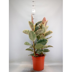 Ficus elastica 'Tineke'