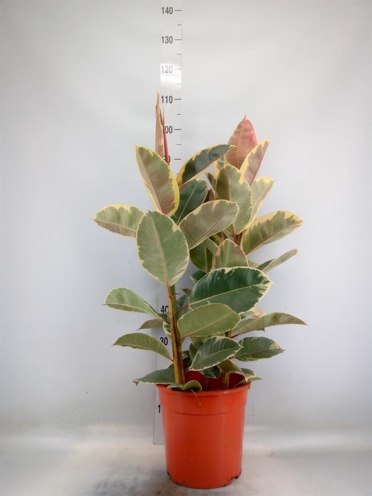 <h4>Ficus elastica 'Tineke'</h4>