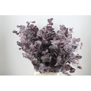 Euca Cinerea Red Abs P Bunch