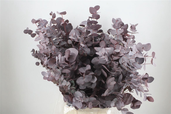 <h4>Euca Cinerea Red Abs P Bunch</h4>