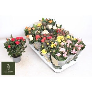 RO KORDAN GRANDE GEM