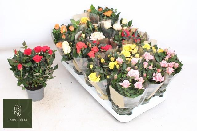 <h4>RO KORDAN GRANDE GEM</h4>