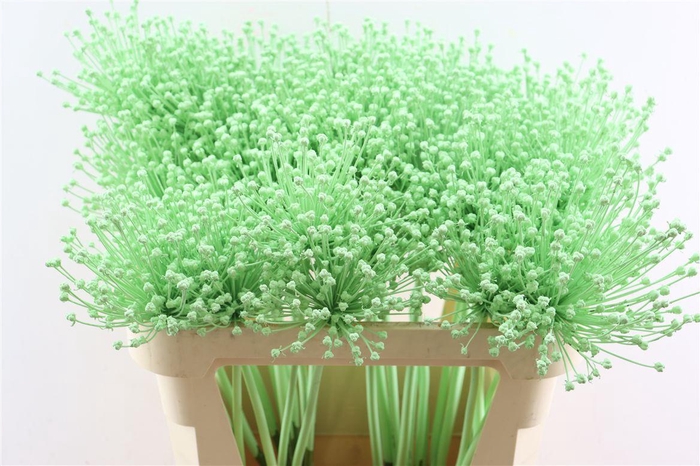 <h4>Allium Kbh Lime Green P St</h4>