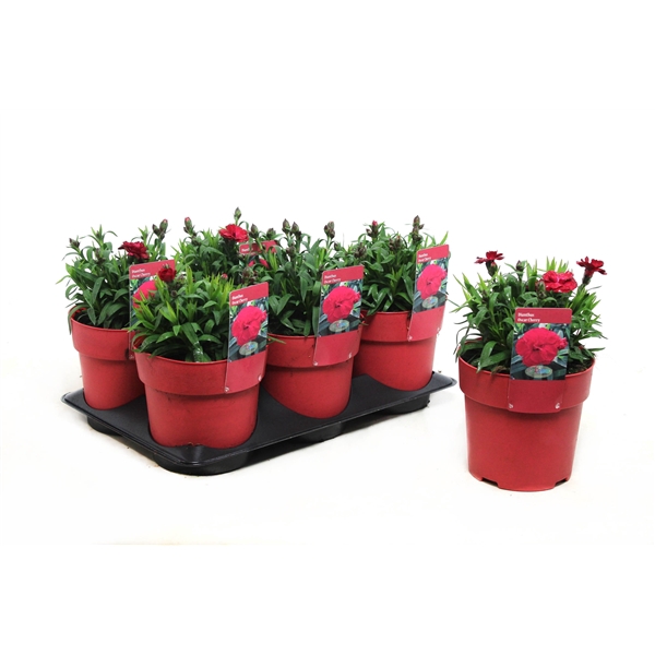 <h4>Dianthus Oscar Cherry</h4>