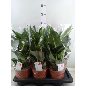 Dieffenbachia  'Green Magic'
