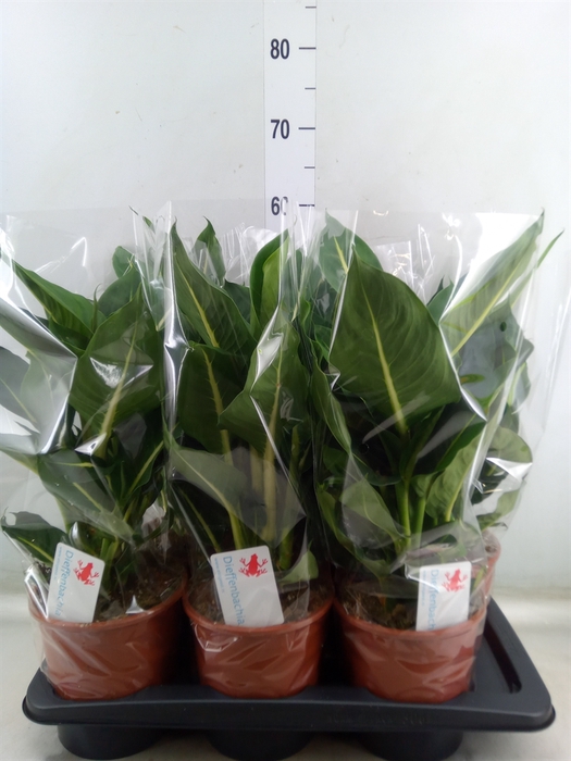 <h4>Dieffenbachia  'Green Magic'</h4>