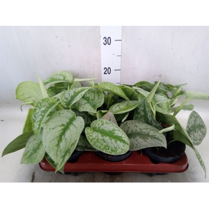 Scindapsus pictus 'Trebie'