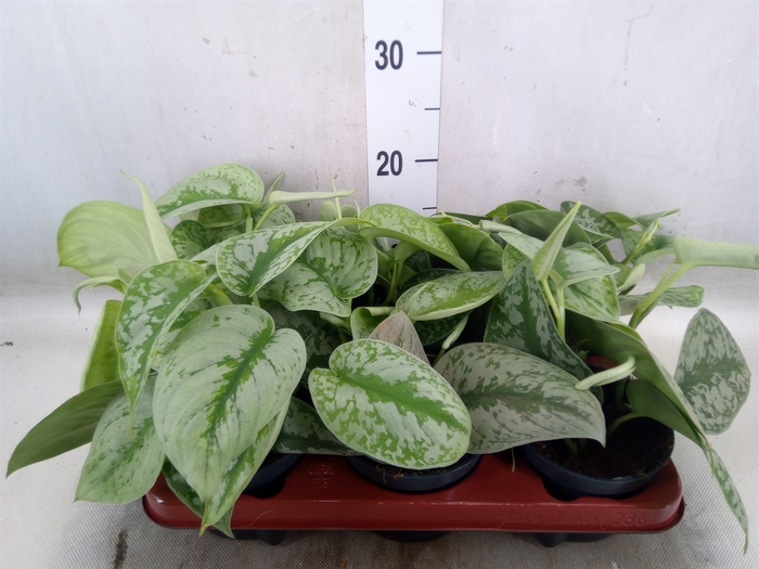<h4>Scindapsus pictus 'Trebie'</h4>