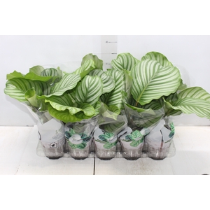 CALATHEA ORBIFOLIA P12