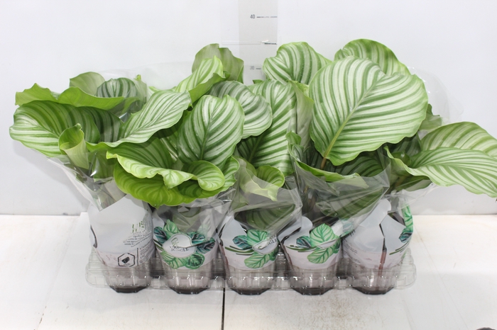 <h4>CALATHEA ORBIFOLIA P12</h4>