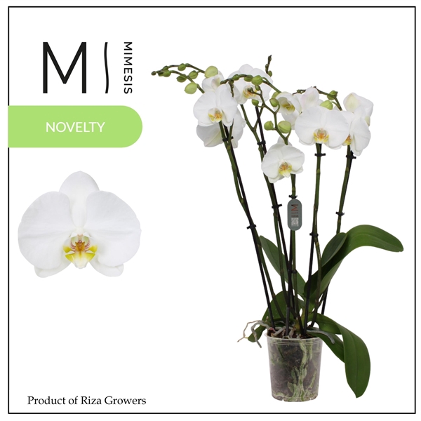 <h4>Mimesis Phal. Nottingham - 5+ spike 12cm</h4>