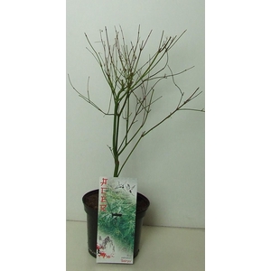 Acer palmatum 'Seiryu' P19