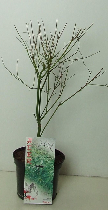 <h4>Acer palmatum 'Seiryu' P19</h4>
