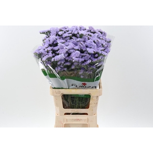 Lim S Baby Blue Birds Fu