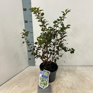 Prunus incisa 'Kojou-no-mai'