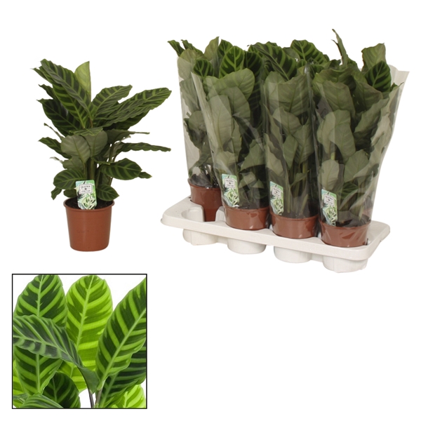 <h4>Calathea 14cm Zebrina</h4>