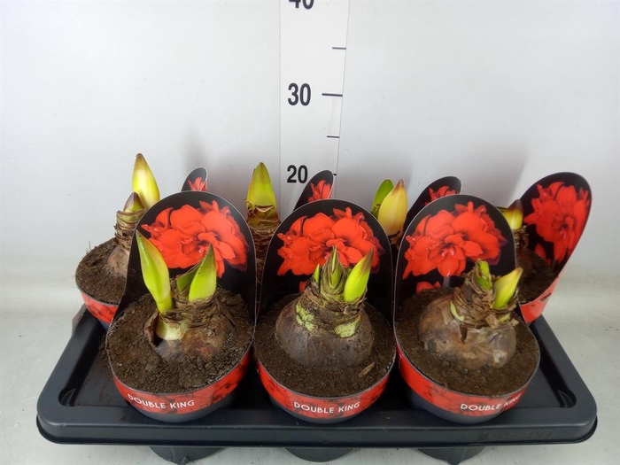 <h4>Hippeastrum DG 'Double King'</h4>