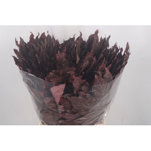 Aralia Red Per Tak