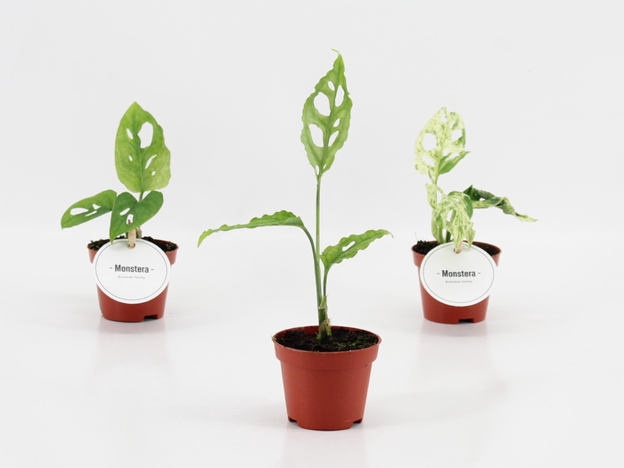 <h4>Monstera Mix</h4>
