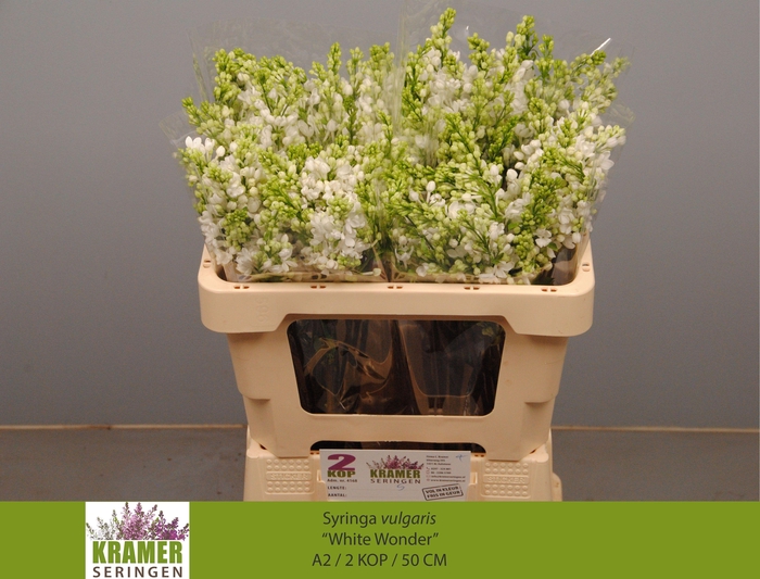 <h4>SYR VU WHITE WONDER</h4>