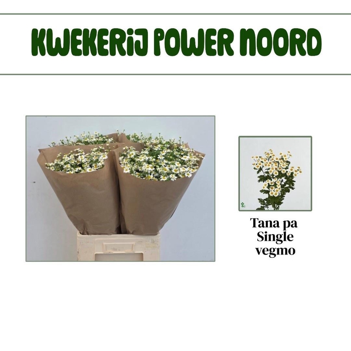 <h4>TANA PA SINGLE VEGMO</h4>